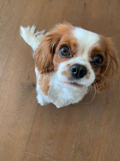 Cavaliere-Beitrag-Bild