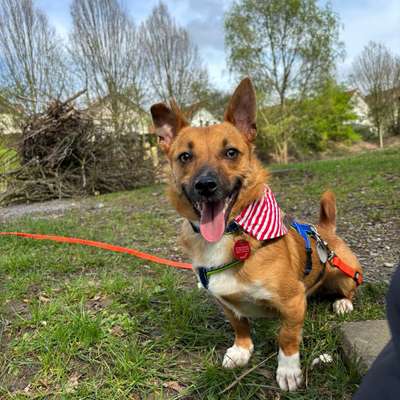 Hundetreffen-Treffen zum Spielen-Profilbild