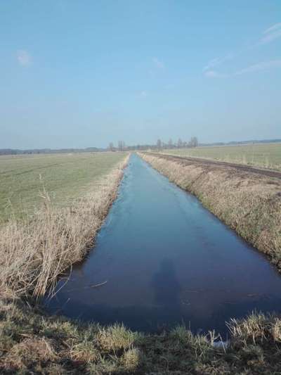 Hundeauslaufgebiet-Logar Hammrich-Bild