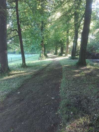 Hundeauslaufgebiet-Evenburg Schlosspark-Bild