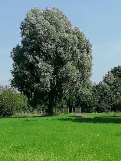 Hundeauslaufgebiet-Westerhammrich-Bild