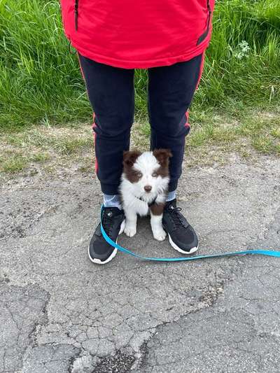 Welpen Bilder !-Beitrag-Bild