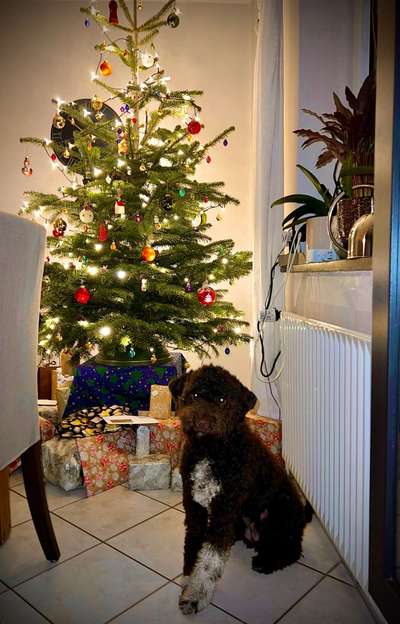 Lagotto Romagnolo Besitzer-Beitrag-Bild
