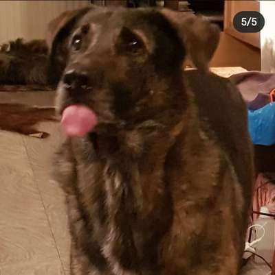 grumpy dog 😅-Beitrag-Bild