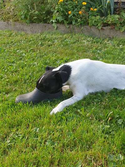 63. Handyfotochallenge   * Nase dran ! *-Beitrag-Bild