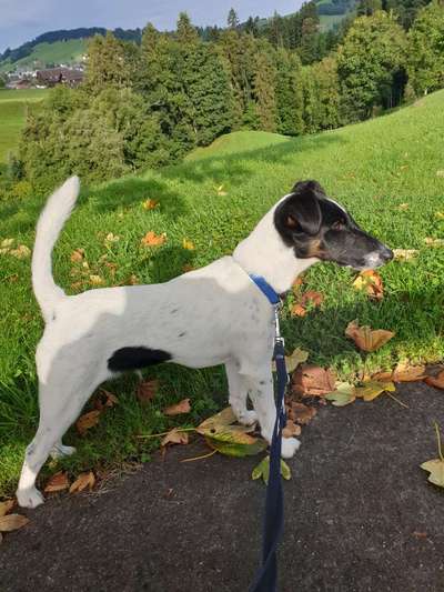 Foxterrier Gang-Beitrag-Bild