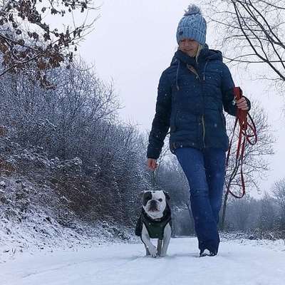 Winteroutfit für Hunde, yey or nej-Beitrag-Bild