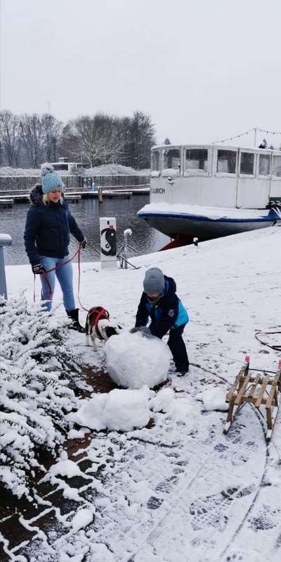 Halsband, Geschirr und Leine-Beitrag-Bild
