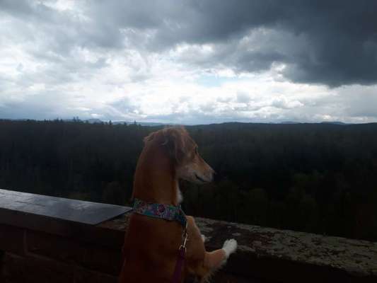 Die Dogorama Kalender Challenge Titelbild-Beitrag-Bild