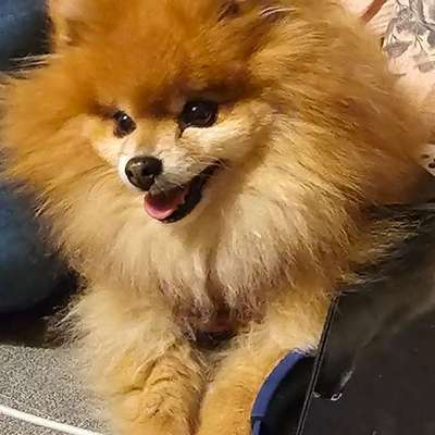 Giftköder-Giftköder-Bild