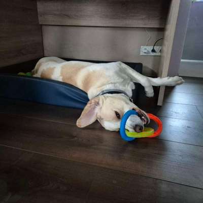 Hundetreffen-Trainingspartner-Bild