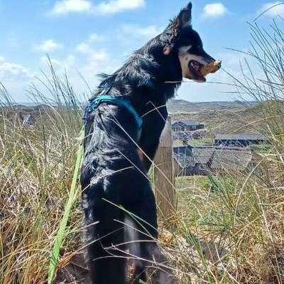 Hundetreffen-Gassi oder Spielrunden-Bild