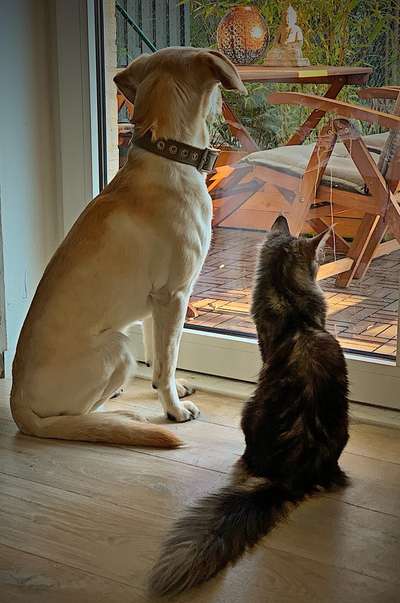 Die Dogorama Wochen Challenge "Friends will be Friends"-Beitrag-Bild