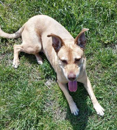 Tierschutzhund ist meine Lieblingsrasse-Beitrag-Bild