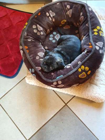 CHALLENGE NR. 19 - Der Hundeblick-Beitrag-Bild