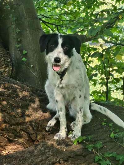 Auslandstierschutz-Beitrag-Bild