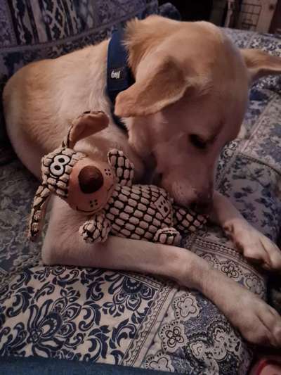 Dogorama Photo Challenge - Bescherung-Beitrag-Bild