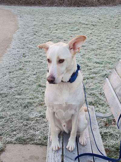 Mischlinge raten - Rätselspaß-Beitrag-Bild