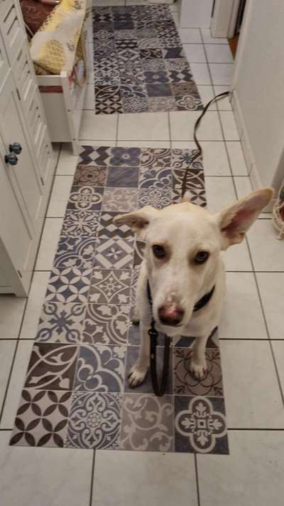 Auslandstierschutz-Beitrag-Bild