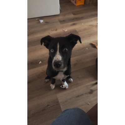 Hundetreffen-Spazier- oder Spielgefährten gesucht 🫶🏻-Bild