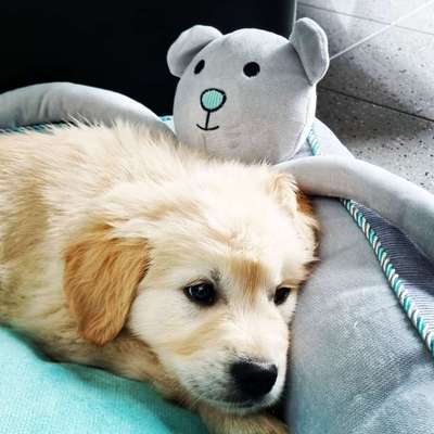 Welpen Bilder !-Beitrag-Bild