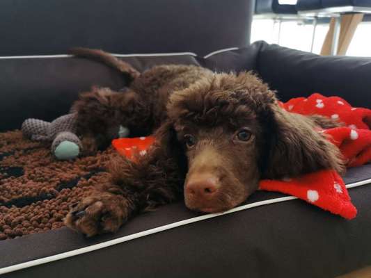 Welpen Bilder !-Beitrag-Bild