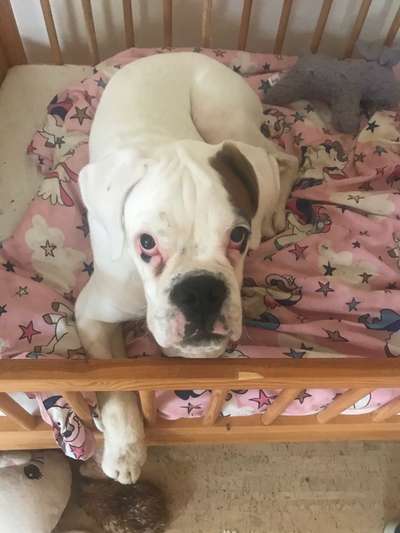 Boxer ???-Beitrag-Bild
