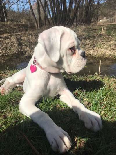 Boxer ???-Beitrag-Bild