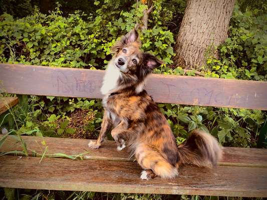 Dogorama Photo Challenge - Gassipause-Beitrag-Bild