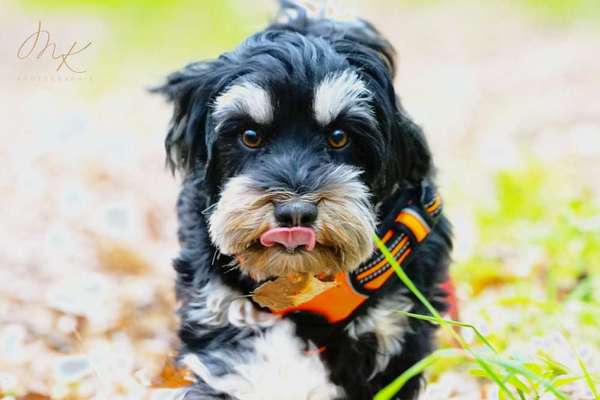 Fotochallenge Nr. 59 - Mein Hund zeigt die Zunge-Beitrag-Bild