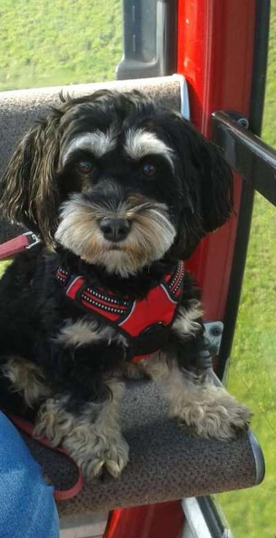 Dogorama Photo Challenge - Tierischer Urlaub-Beitrag-Bild