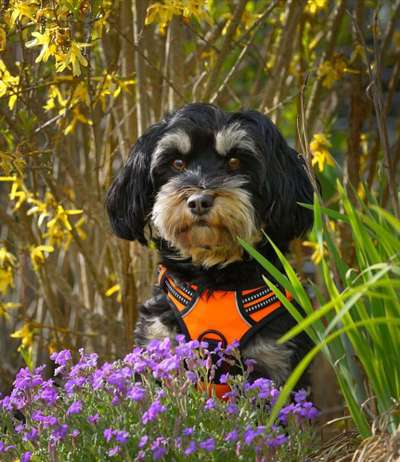 Havaneser dabei?:)-Beitrag-Bild