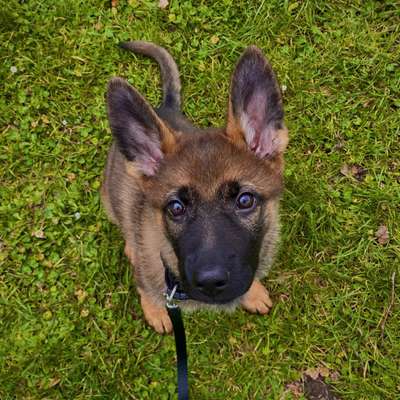 Hundetreffen-Hundebegegnung mit ruhigeren Hunden-Profilbild