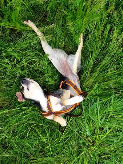 Die Dogorama Monats Challenge "Es grünt und blüht"-Beitrag-Bild