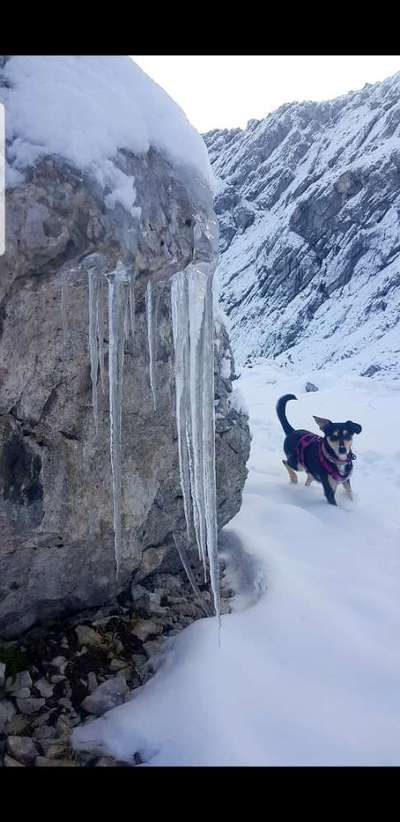 Dogorama Photo Challenge - Winterstimmung-Beitrag-Bild