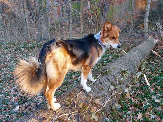 Mischlinge raten - Rätselspaß-Beitrag-Bild
