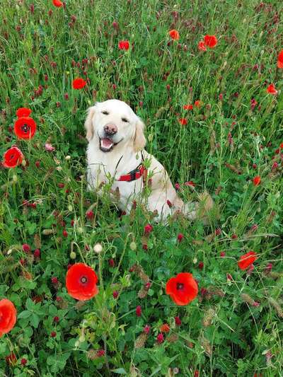 Hundetreffen-Social Walk-Bild