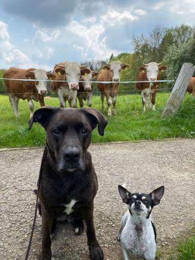 Hundetreffen-Hundebegegnungstraining-Bild