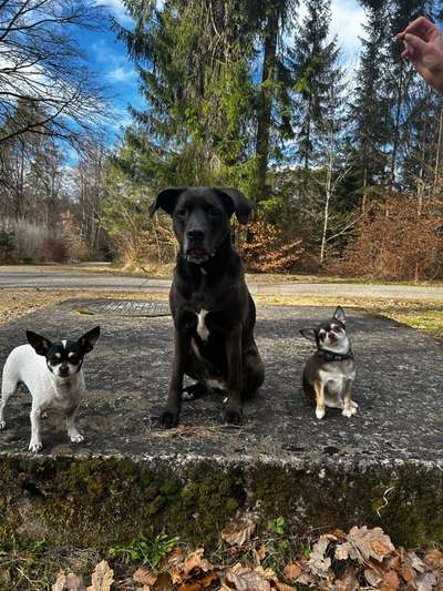 Hundetreffen-Kleine Hunde Treffen-Bild