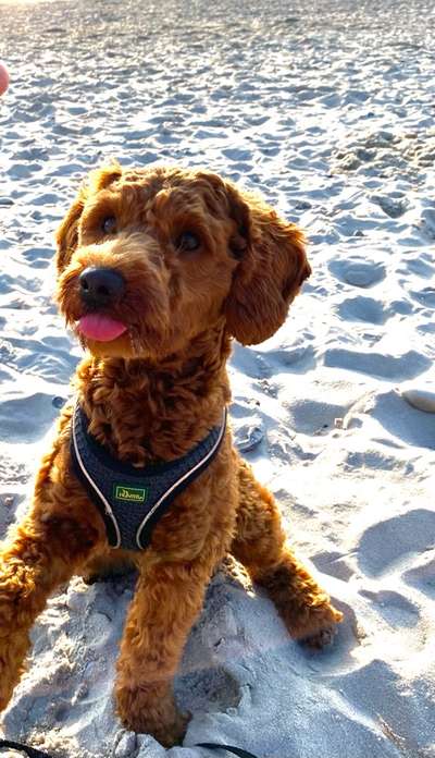 Postet das beste Foto von euren 4 beinern-Beitrag-Bild