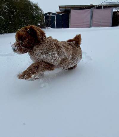 Fotochallenge 66 ~ Rennaction -Zeig deinen Hund im Lauf-Beitrag-Bild