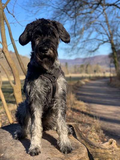 Wo sind die Riesenschnauzer?-Beitrag-Bild