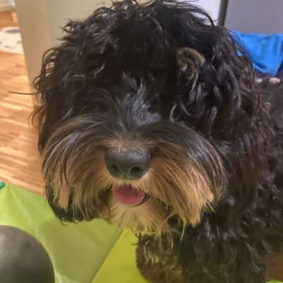 Hundetreffen-Spiel- und Spazierrunden-Bild