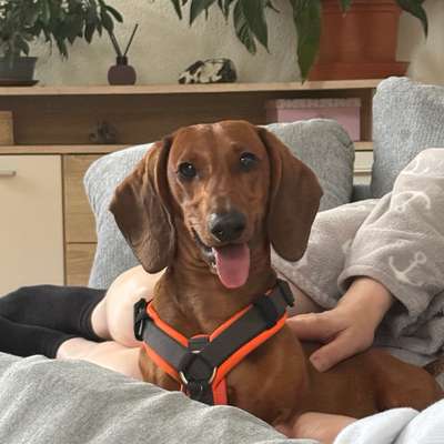 Hundetreffen-🐾 Hundekontakte für Freddy gesucht – Fürstenwalde und Umgebung 🐾-Bild