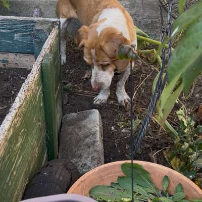 Was hat euch heute mit eurem Hund gefreut?-Beitrag-Bild