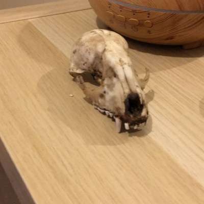 Die besten Gassifunde-Beitrag-Bild