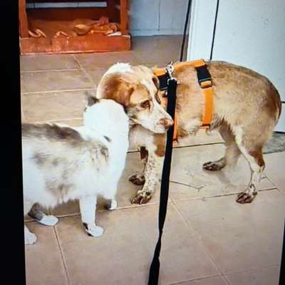 Mischlinge raten - Rätselspaß-Beitrag-Bild