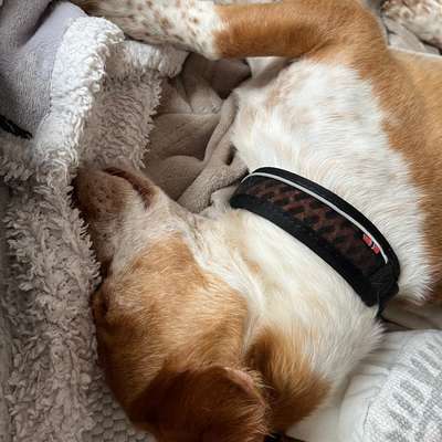 Was hat euch heute mit eurem Hund gefreut?-Beitrag-Bild
