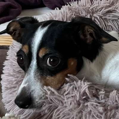 Was hat euch heute mit eurem Hund gefreut?-Beitrag-Bild