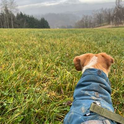 Freddys Kummerkasten-Beitrag-Bild